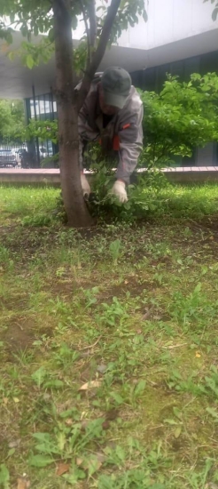 ул. Профсоюзная, д. 68 к. 2, 3, 4 — во дворе подрезали сухие ветви и пропололи клумбы
