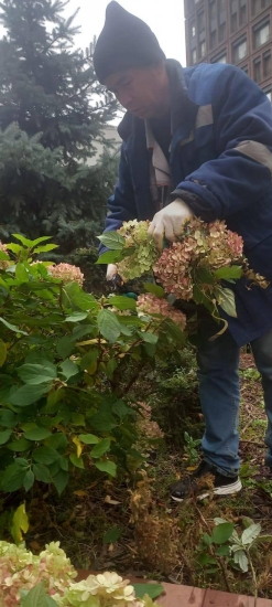 ул. Профсоюзная, д. 68, внутренний двор — продолжаем подрезать растения к зиме